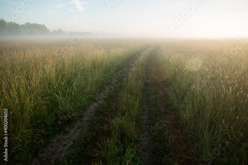 Field road in the morning in fog.