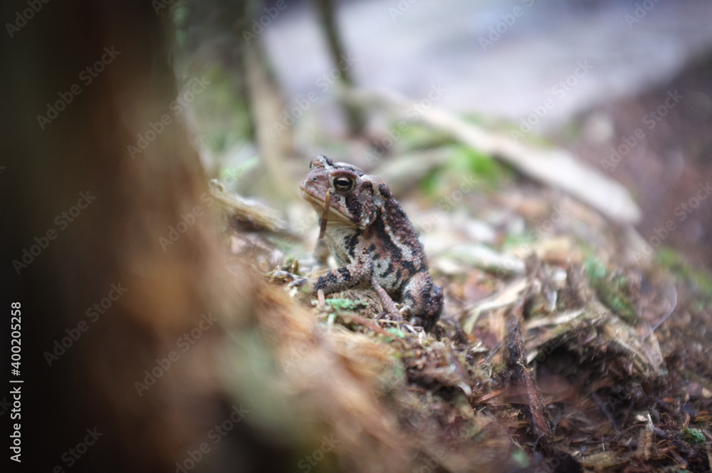 Obraz premium frog on the ground