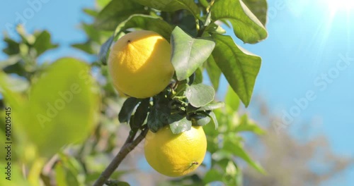 Albero di Bergamotto di Calabria photo