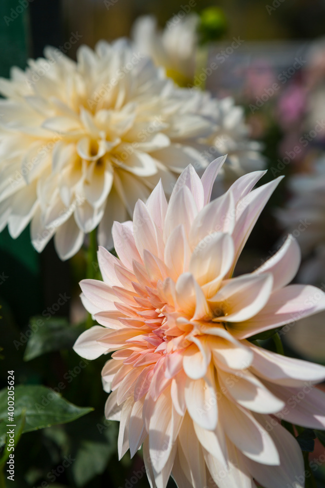 Magnificent dahlia flowers in the summer garden. Macro photography