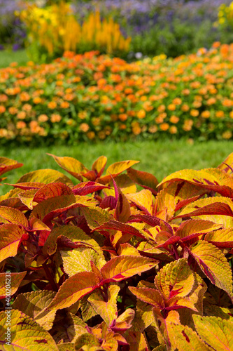 Closeup view Red leaves of the coleus plant flowerbed and walkway