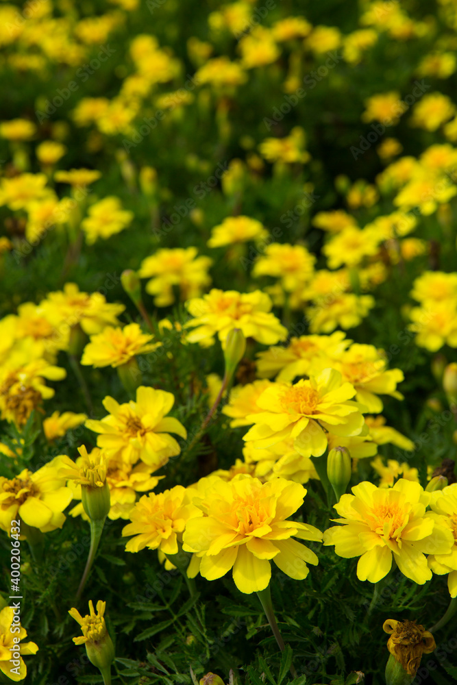 Marigold flower vintage background little flowers, nature beautiful, toning design spring nature, sun plants