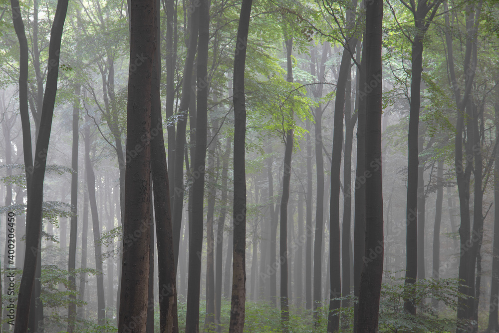 Naklejka premium Buchenwald im Frühnebel