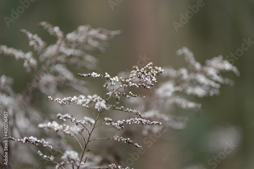 White branches