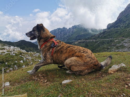 dog on the mountain