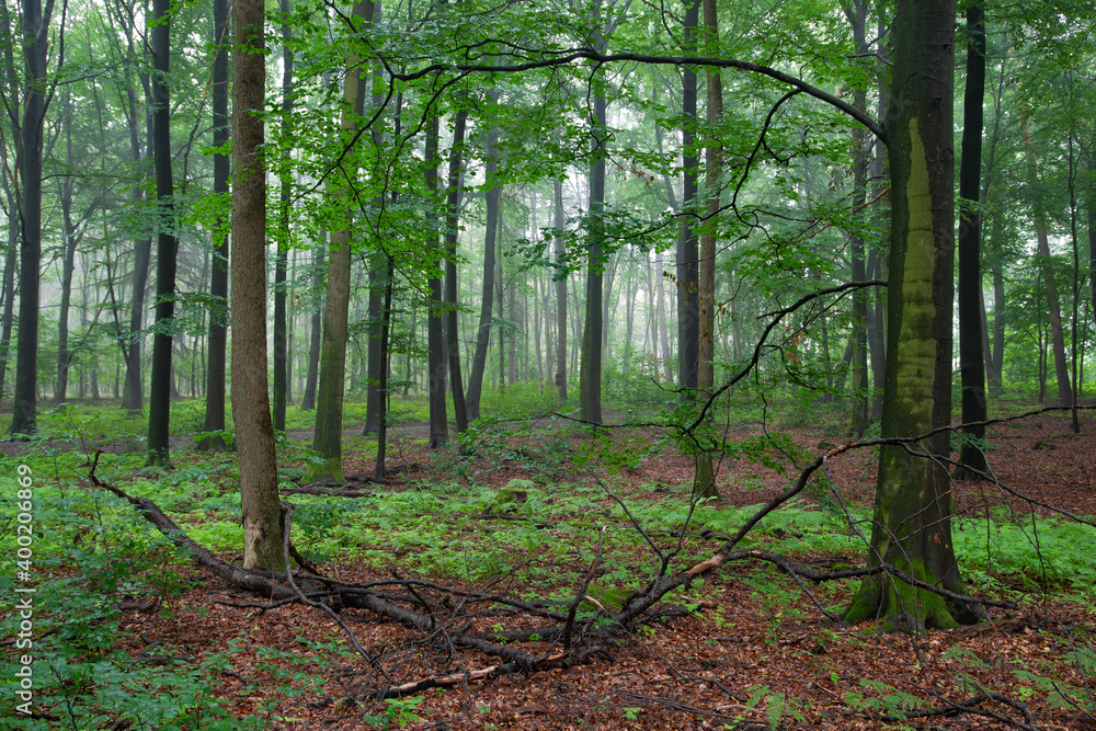 Obraz premium Buchenwald