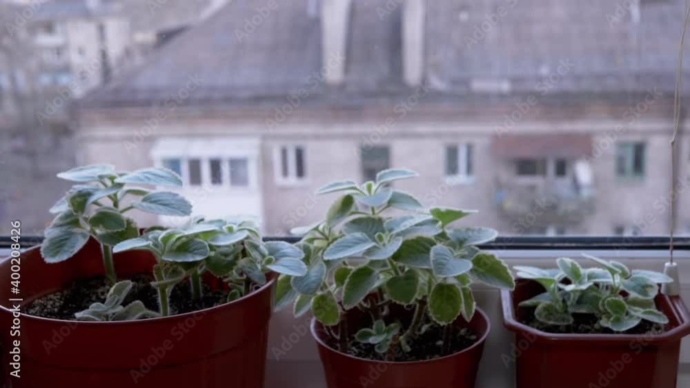 Green Leaves of Flowers Mint in Pot on Windowsill of House. Concept of Gardening Green Leaves of Flowers Mint in Pot on Windowsill of House. Concept of Gardening