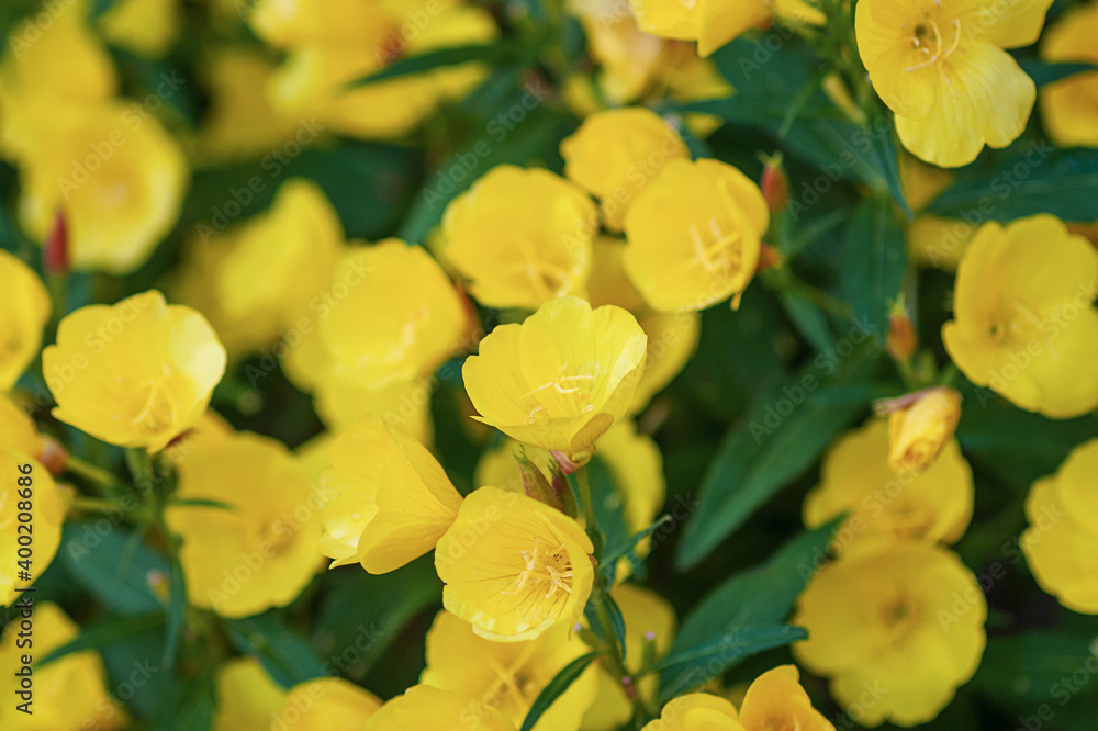 Yellow flowers of Narrow-leaf evening-primrose (Oenothera fruticosa) blooming Yellow flowers of Narrow-leaf evening-primrose (Oenothera fruticosa) blooming
