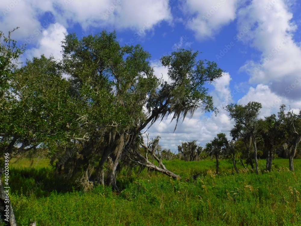 Obraz premium North America, United States, Florida, Collier County, Big Cypress Reservation and Billie Swamp Safari 