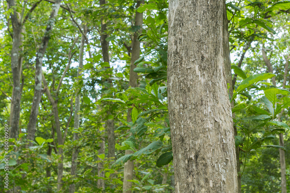 Fototapeta premium Teak tree in the forest with blurred background.Selective focus 