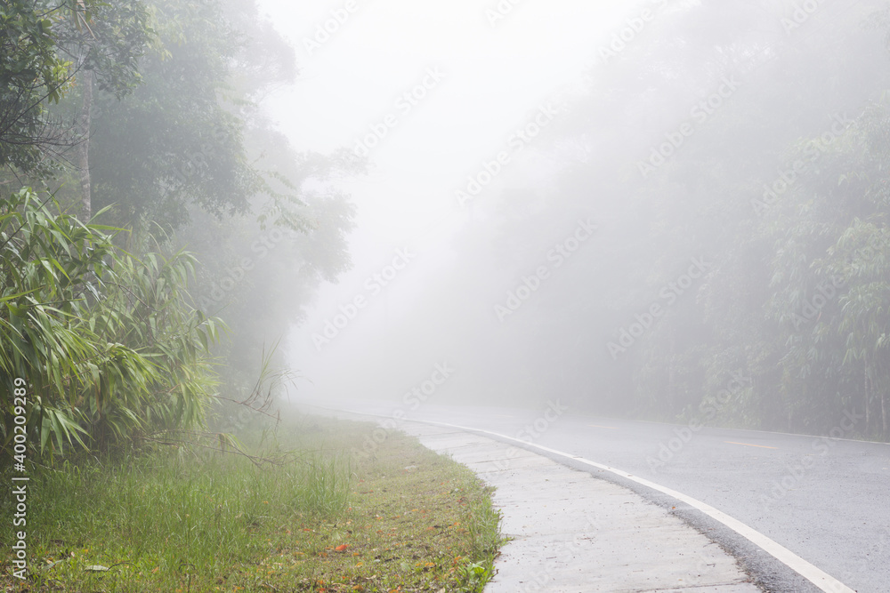 fog in the forest at Khao Yai National Park fog in the forest at Khao Yai National Park