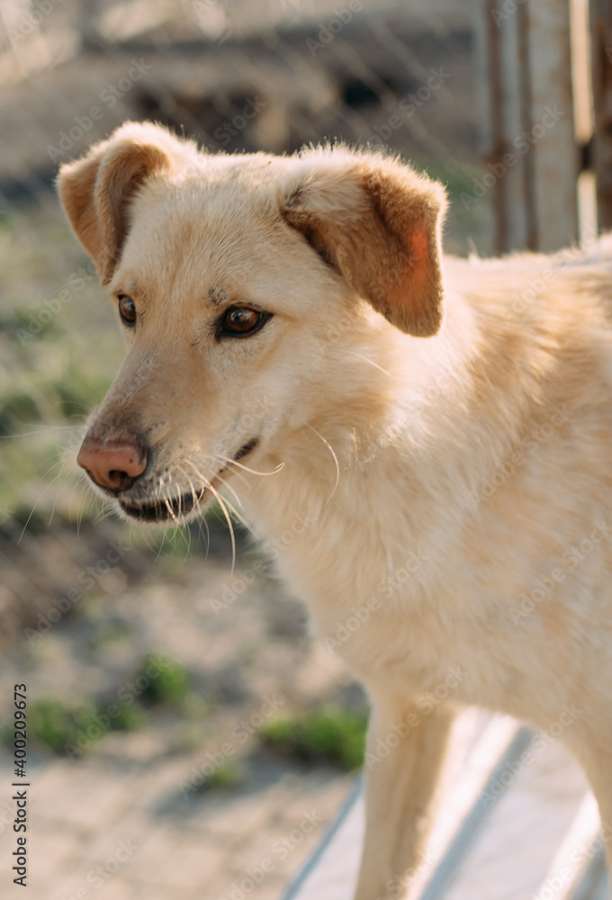 nice and happy dog in dog shelter. Helping homeless animals concept