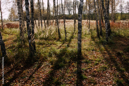 Fototapeta Naklejka Na Ścianę i Meble -  Sunlights in untouched autumn forest.