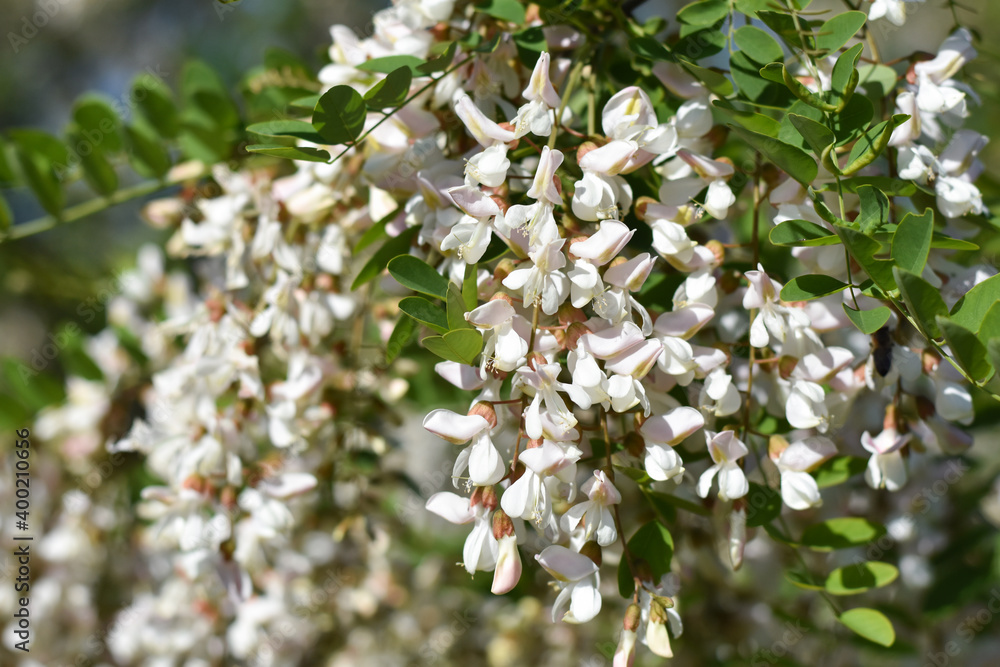Fototapeta premium Acacia tree flowers blooming in the spring. Acacia flowers branch with a green background