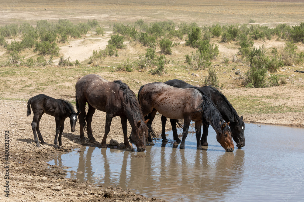 Wild Horses at a Utah Desert Waterhole Wild Horses at a Utah Desert Waterhole