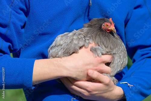 Εκτύπωση καμβά Grey pekin bantam hen chicken is held securely in both young arms