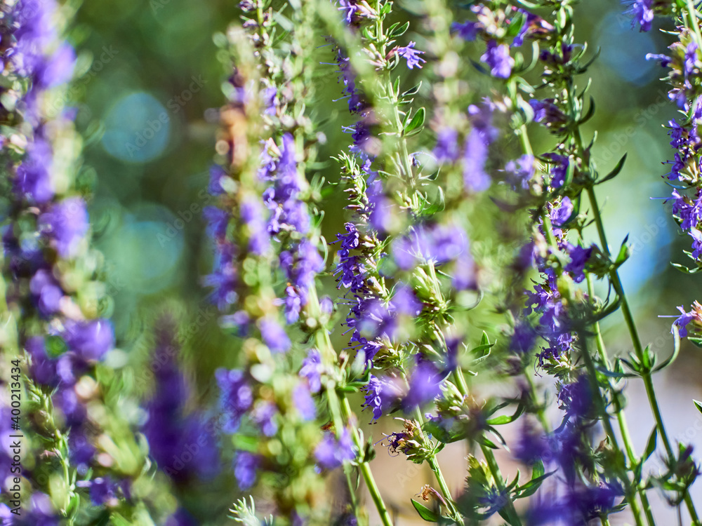 Fototapeta premium Purple flowers of hyssop (hyssopus officinalis)