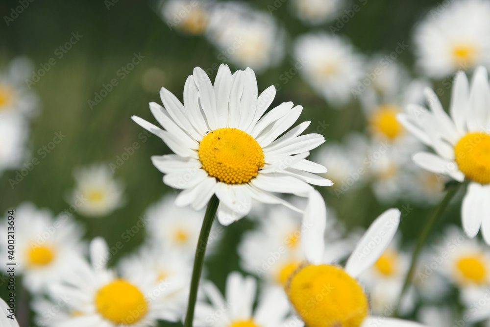 Fototapeta premium daisy