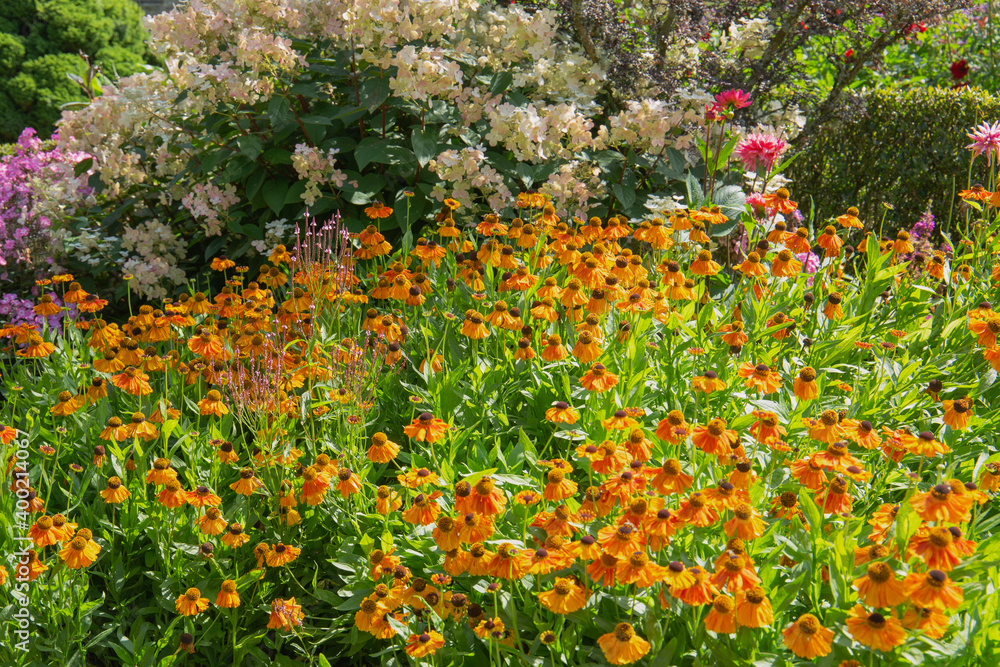 Helenium flowers adding golden colour to the borders