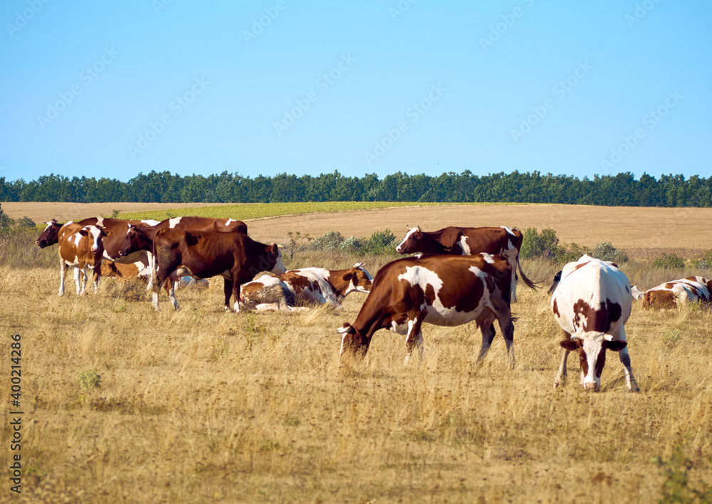 Obraz premium Cows on a dry field.