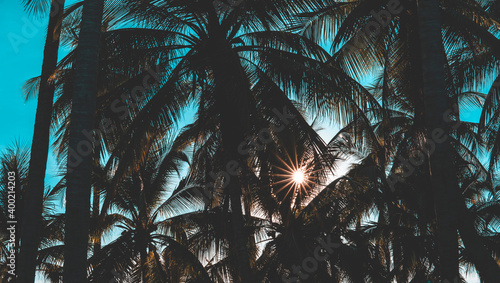 Fototapeta Naklejka Na Ścianę i Meble -  silhouette of coconut tree  on the beach with sunset time.