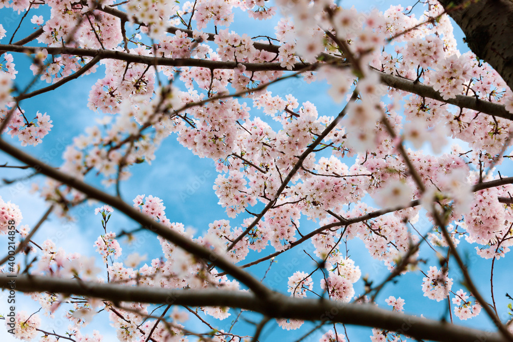 Obraz premium Cherry Blossoms in Full Bloom Against the Blue Sky