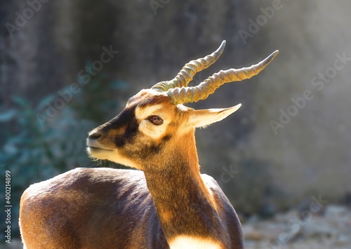 Photos Blackbuck,The blackbuck, also known as the Indian antelope and Antilope cervicapra