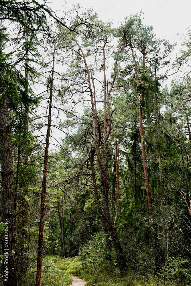 Fototapeta premium Schöne Wald-Kiefer in einem schönen Wald