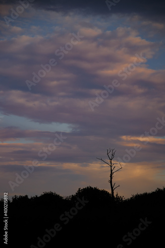 Einsamer Baum am Abend