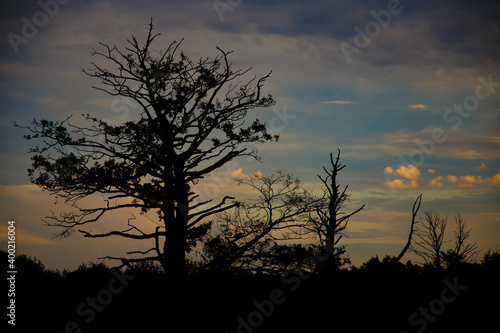 Bäume vorm Abendhimmel an der Peene