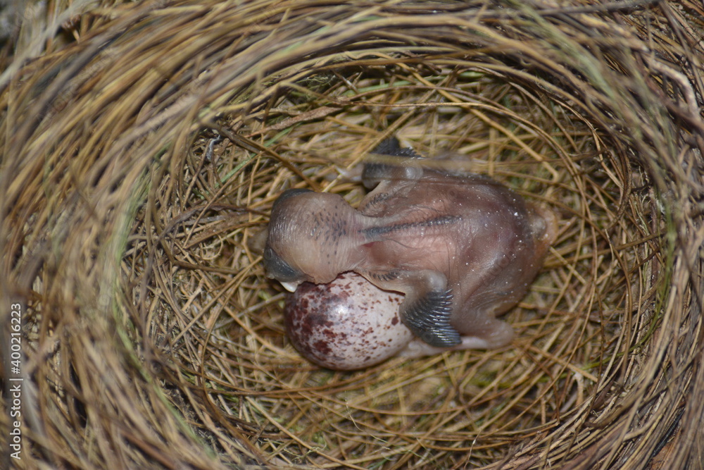 baby bird in the nest baby bird in the nest
