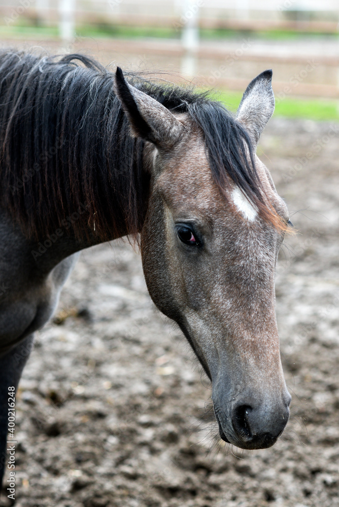 Obraz premium Horse head, outdoor horse portrait.