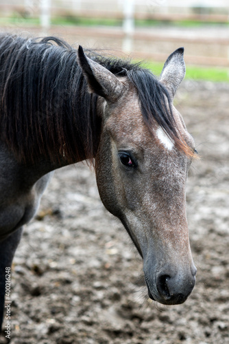 Horse head, outdoor horse portrait. © Kozioł Kamila