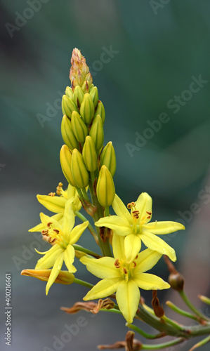 Australian native yellow star shaped flowers of the Bulbine Lily, Bulbine glauca, family Asphodelaceae. Endemic to NSW, Victoria and Tasmania and possibly Queensland. Sometimes placed in Liliaceae photo
