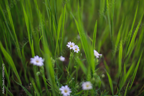 Delicate white flowers grow in the grass