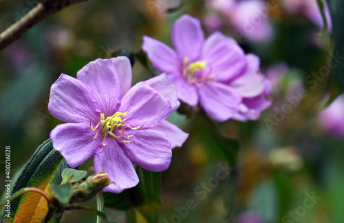 Photography Purple flowers of the Australian native Blue Tongue, Melastoma affine, family Melastomataceae