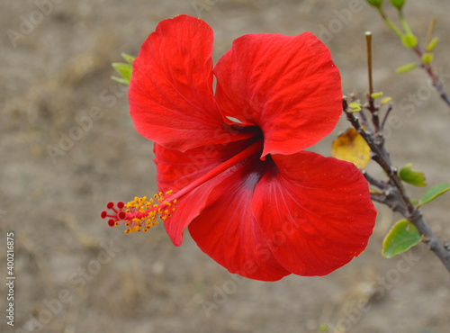 Tableau sur toile Hibiscus at Ruins of Carthage, Tunisia