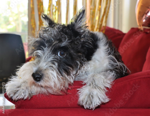 Mini schnauzer , perro de 3 meses. Mascota familiar muy inteligente, blanco y negro. Mirando a la camara sin entender que pasa.