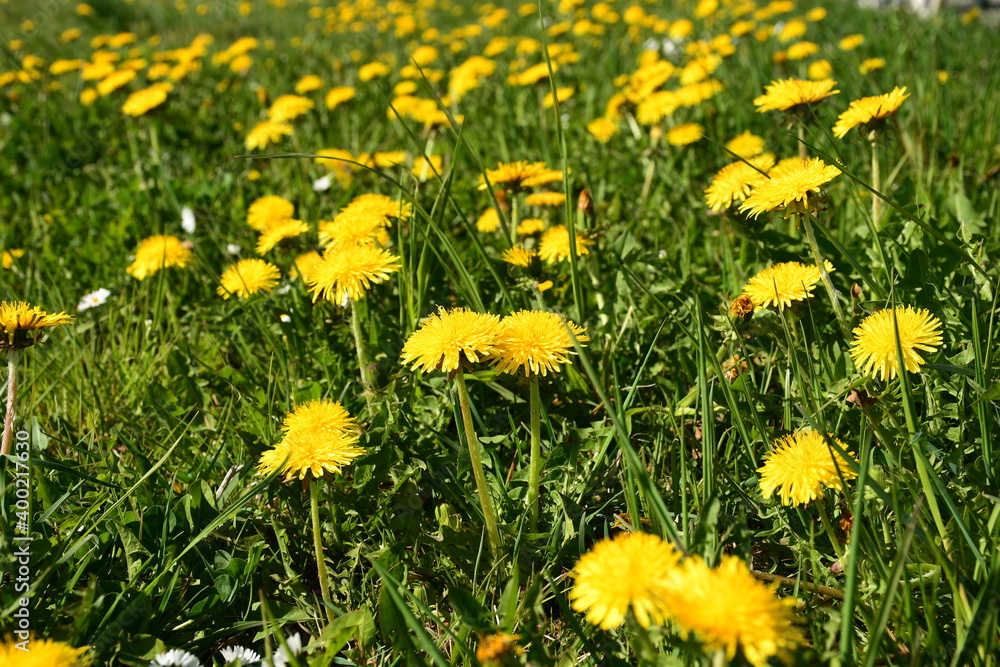 Löwenzahn auf einer Wiese im Frühling