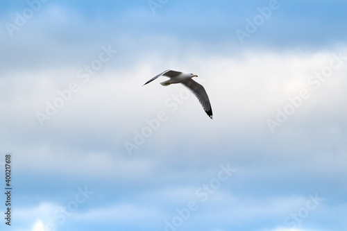 seagulls soaring  in the morning blue sky © o.nelika