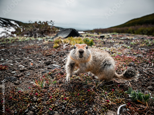 Arctic ground squirrel (evrajka) in front of Avachinsky volcano, Kamchanka peninsula