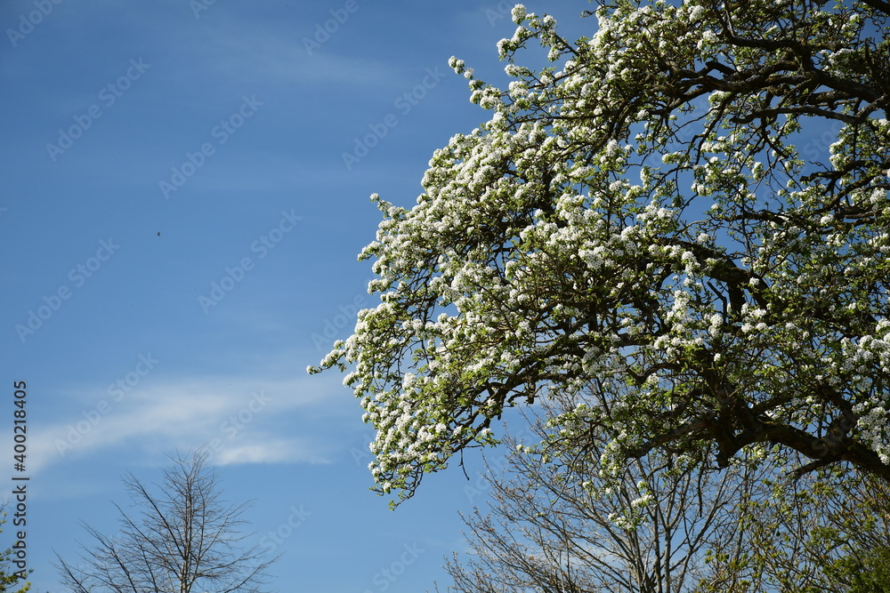Ein blühender Apfelbaum im Frühling