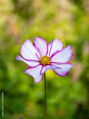 Beautiful white-pink flower of decorative chamomile close-up. 