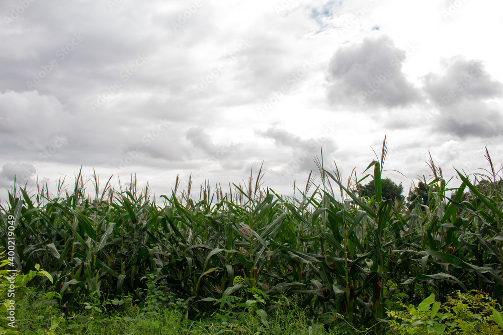 Obraz premium Corn garden with cool gray sky