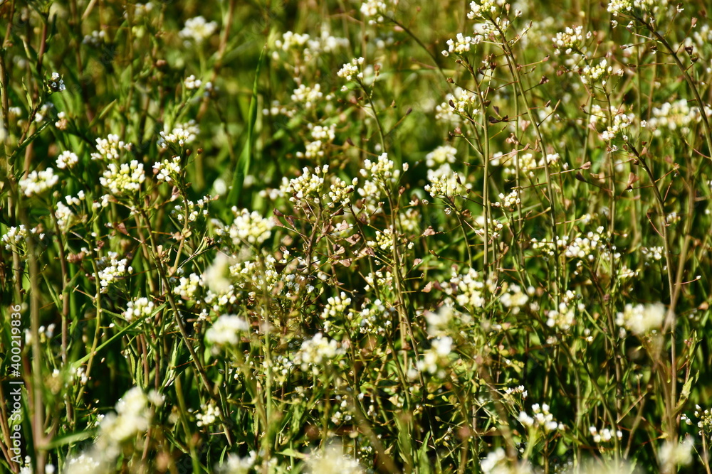 Acker-Schmalwand weiße Blume auf der Wiese Acker-Schmalwand weiße Blume auf der Wiese