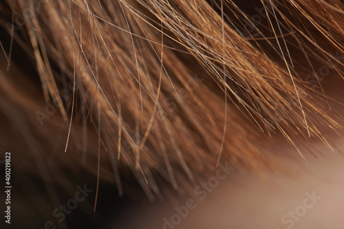 Brown hair ends macro close up view