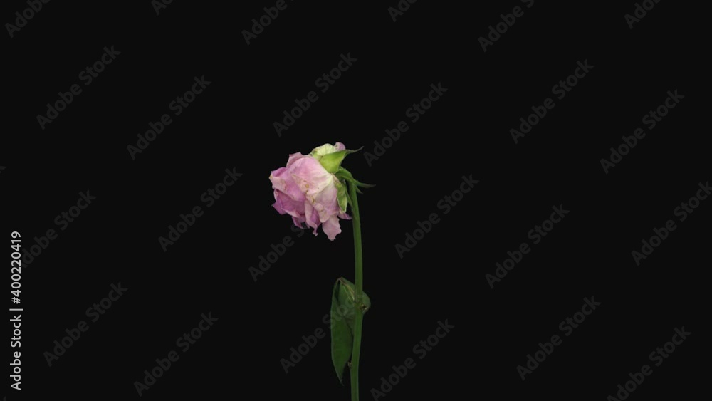 Time-lapse of resurrection pink Heaven rose 3b5-rev in 4K PNG+ format with ALPHA transparency channel isolated on black background
Time-lapse of resurrection pink Heaven rose 3b5-rev in 4K PNG+ format with ALPHA transparency channel isolated on black background