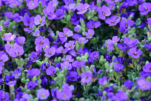 Lila farbenes Blumenbeet im Sonnenschein