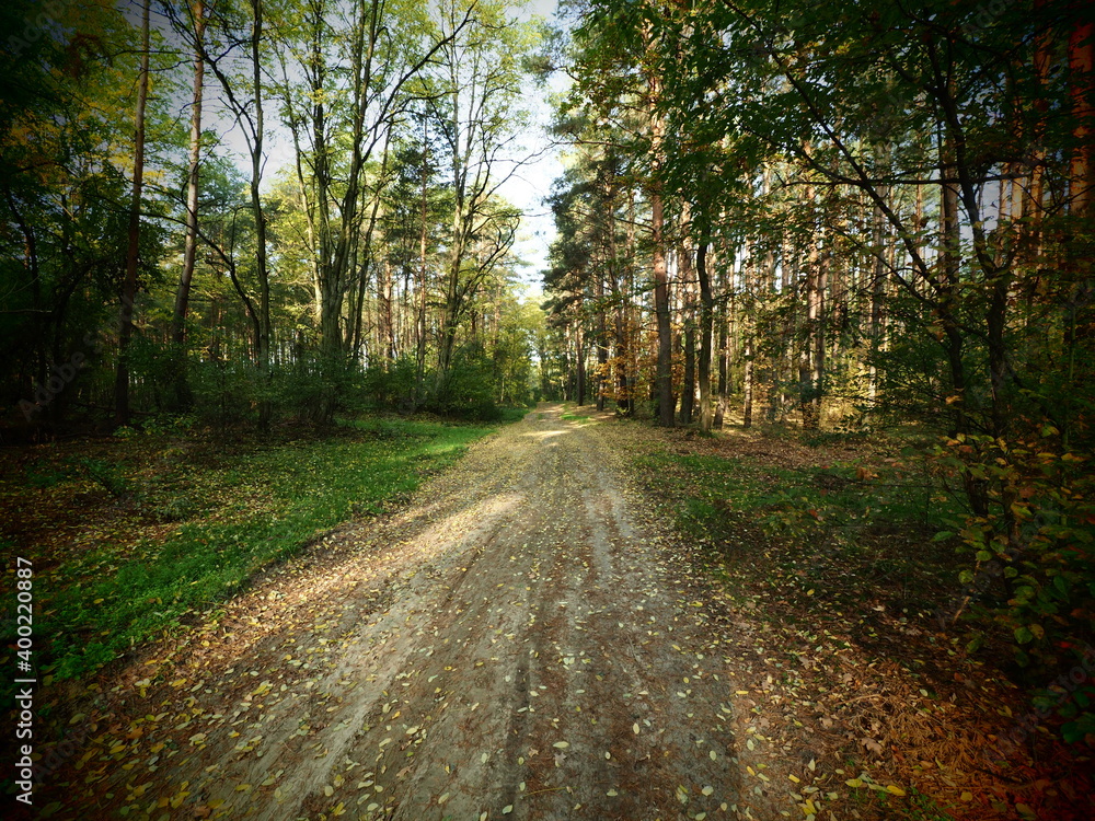 Obraz premium OLYMPUS DIGITAL CAMERA