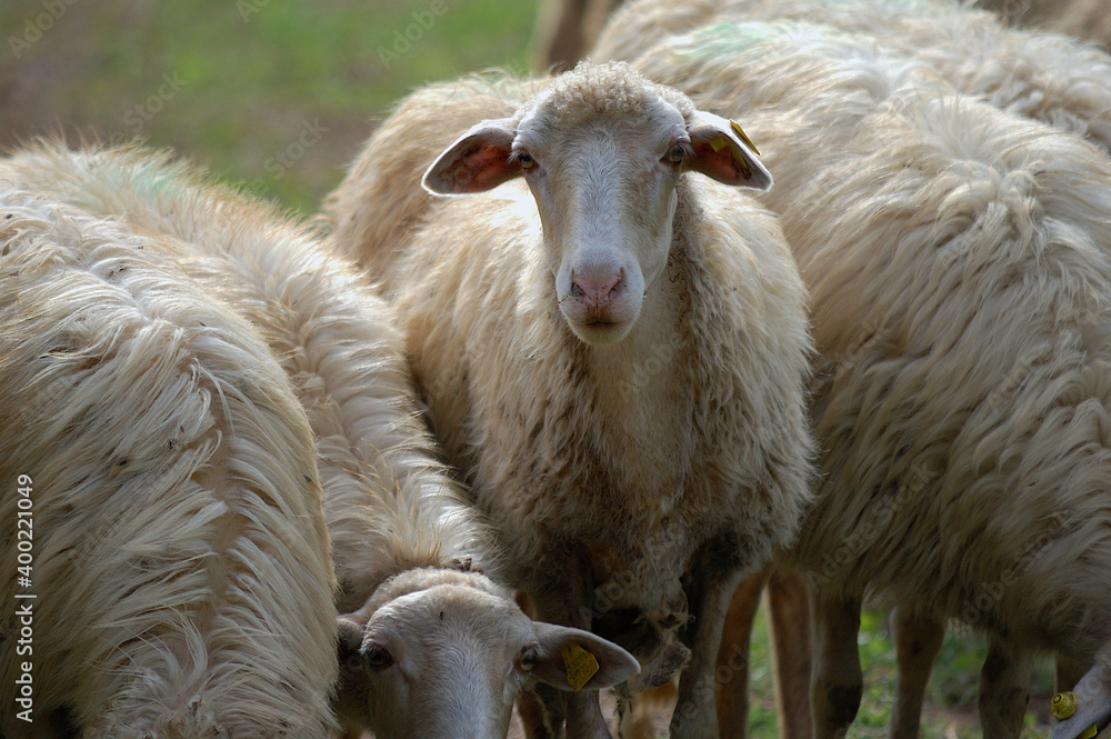 Flock of Staring Sheep. Sheep in nature on meadow. Farming outdoor in Tuscany, Italy. Flock of Staring Sheep. Sheep in nature on meadow. Farming outdoor in Tuscany, Italy.